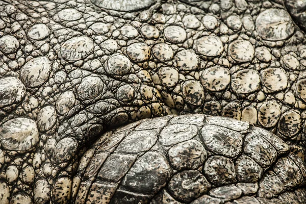 Closeup of an adult male caiman — Stock Photo, Image