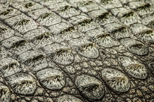 Yetişkin bir erkek caiman closeup — Stok fotoğraf