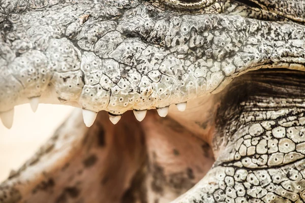 Närbild av en vuxen hane caiman — Stockfoto