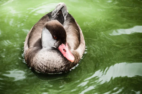 Ente schwimmt in einem leuchtend grünen See — Stockfoto