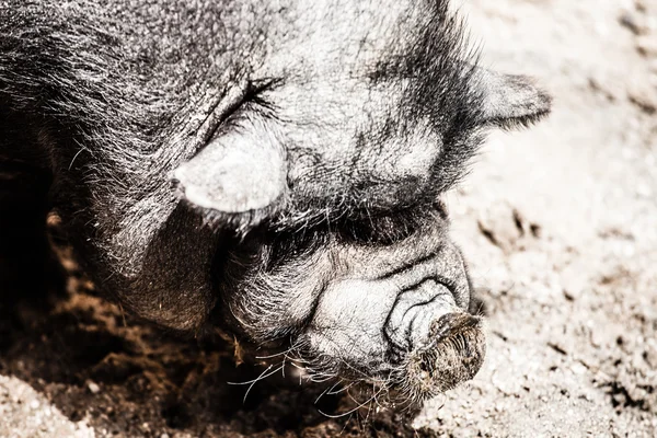 Vietnamské prasátko. Sus scrofa var. domestica. — Stock fotografie