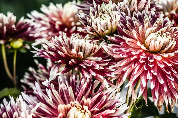 Dahlia disegno floreale sfondo perfetto — Foto Stock