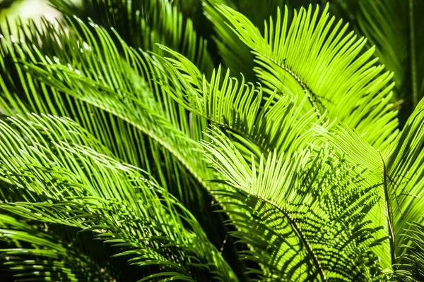 Hoja del árbol de palma verde como fondo — Stok fotoğraf