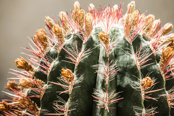 Primer plano de cactus en forma de globo con espinas largas — Foto de Stock