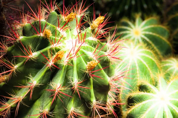 Gros plan de cactus en forme de globe avec de longues épines — Photo