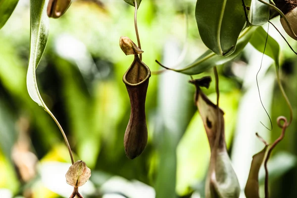 Fleischfressende Pflanze im Amazonas-Dschungel — Stockfoto