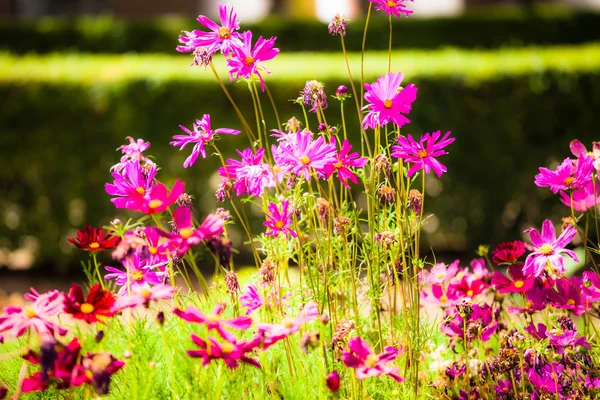 Красивый ухоженный цветочный сад — стоковое фото