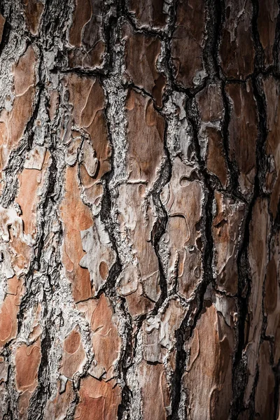 Corteza de madera como fondo perfecto —  Fotos de Stock