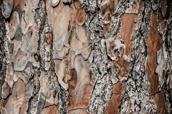 Corteccia di legno come sfondo perfetto — Foto Stock