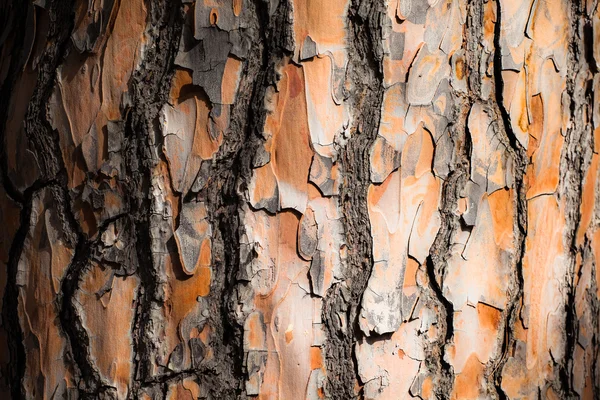 Corteza de madera como fondo perfecto —  Fotos de Stock