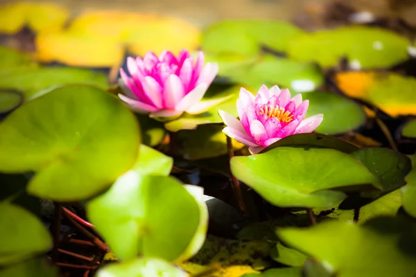 Water lily lotus flower and leaves — Stock Photo, Image