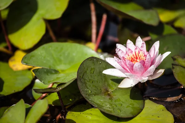 Nilüfer lotus çiçeği ve yaprağı — Stok fotoğraf