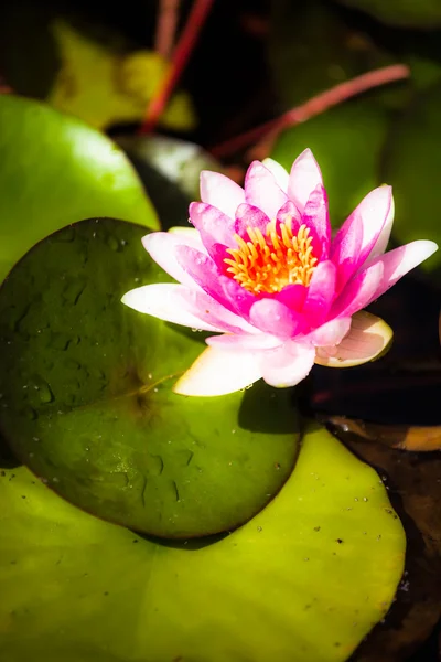 Water lily lotus flower and leaves — Stock Photo, Image
