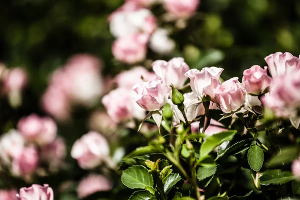 Rosas em um arbusto em um jardim — Fotografia de Stock
