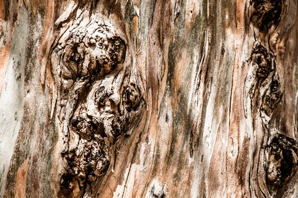 Кора дерева как идеальный фон — стоковое фото