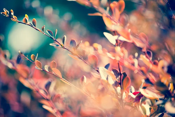 秋天枫叶在叶背上 — 图库照片