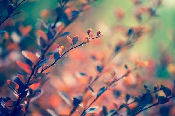 Podzimní javorový list na pozadí listů — Stock fotografie