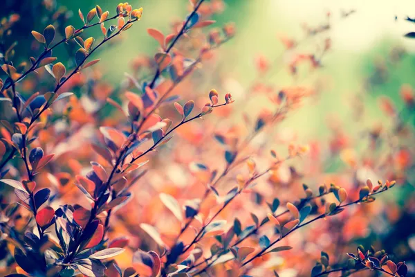 Hoja de arce de otoño sobre el fondo de las hojas — Foto de Stock