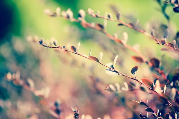 Podzimní javorový list na pozadí listů — Stock fotografie