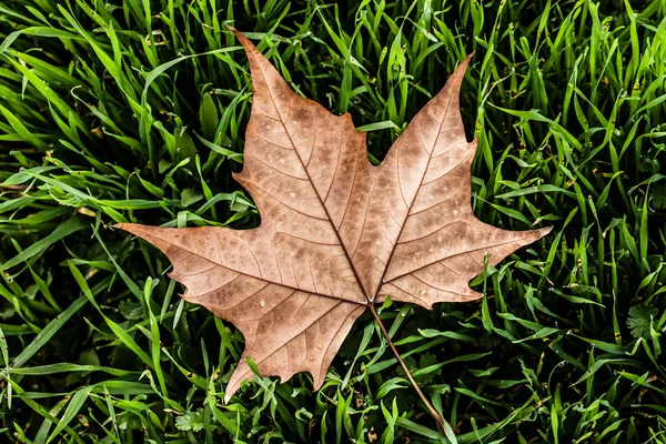 Autumn leaf in macro closeup — Stock Photo, Image