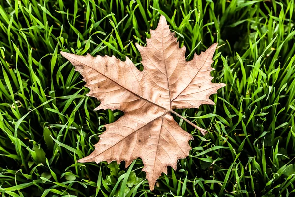 Hoja de otoño en macro primer plano — Foto de Stock