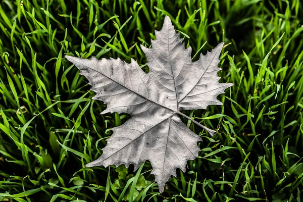 Hoja de otoño en macro primer plano — Foto de Stock