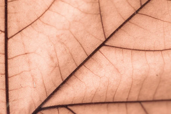 Makro auf Herbstlaub — Stockfoto