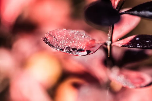 Красивые свежие листья с капельками воды — стоковое фото