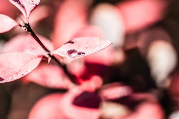 Hermosas hojas frescas con gotas de agua — Foto de Stock