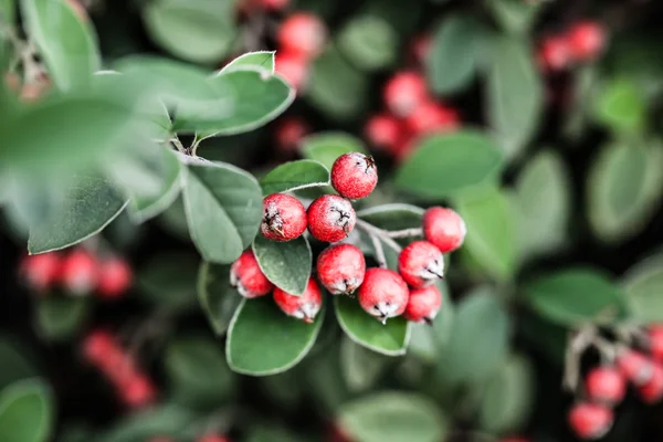 Orange ripe bunches of rowan on a green tree — Stock Photo, Image