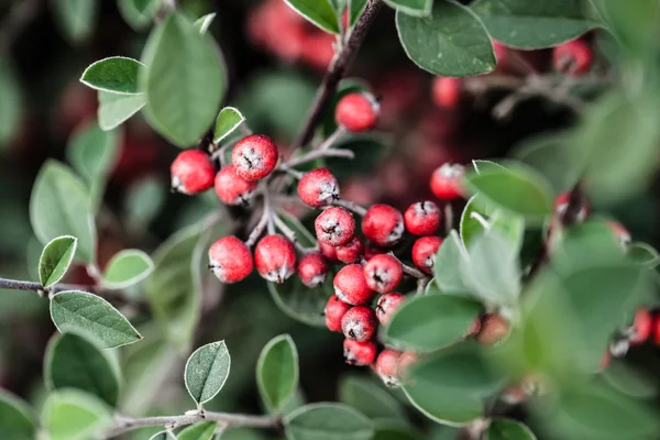 Orange ripe bunches of rowan on a green tree — Stock Photo, Image