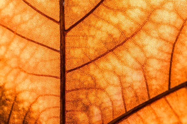 Macro em folhagem de outono — Fotografia de Stock