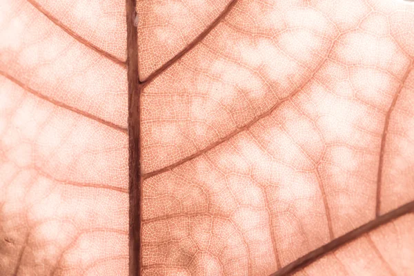 Makro auf Herbstlaub — Stockfoto