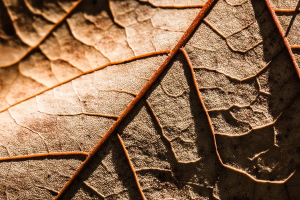 Макро об осенней листве — стоковое фото