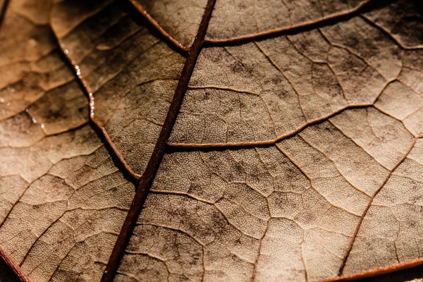 葉は秋にマクロ — ストック写真