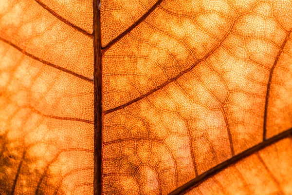 Μακροεντολή σε φύλλα το φθινόπωρο Εικόνα Αρχείου