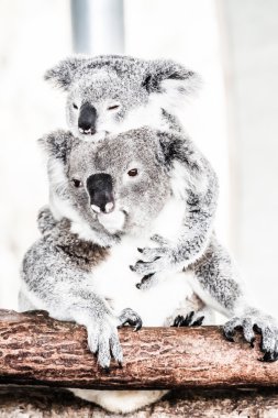 Doğal habitatları, Koala
