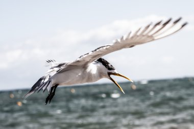 Avustralya deniz martı