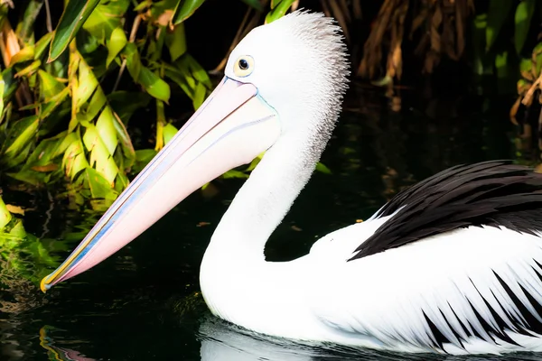 Australian pelican has a rest — Stock Photo, Image