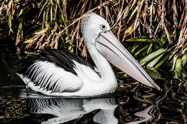 Australiensisk Pelikan har en vila — Stockfoto