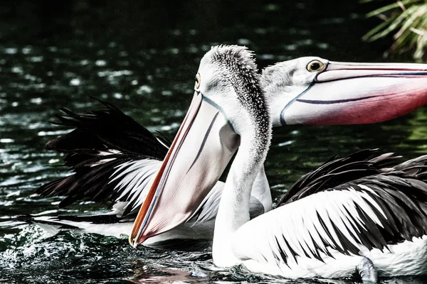 Pellicano australiano ha un riposo — Foto Stock