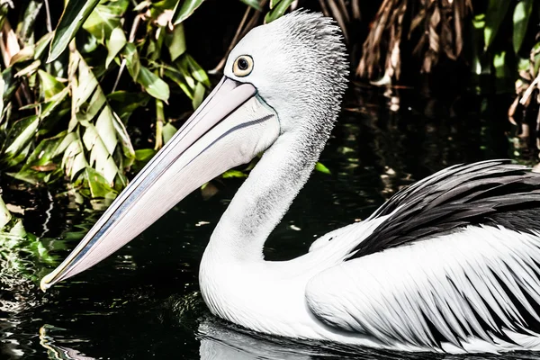 Australiensisk Pelikan har en vila — Stockfoto