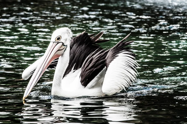 Pelikán australský má odpočinek — Stock fotografie