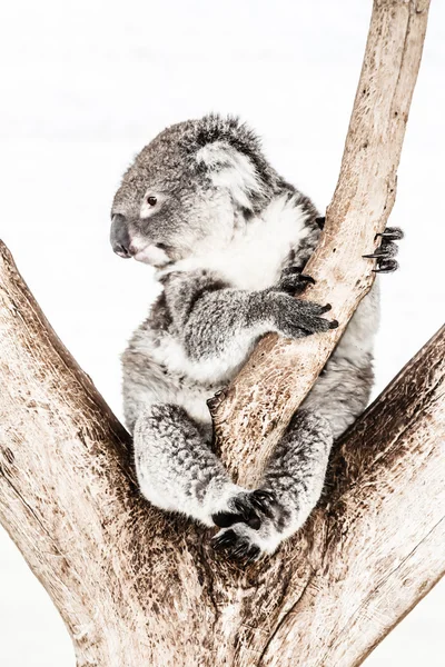 Koala no seu habitat natural — Fotografia de Stock