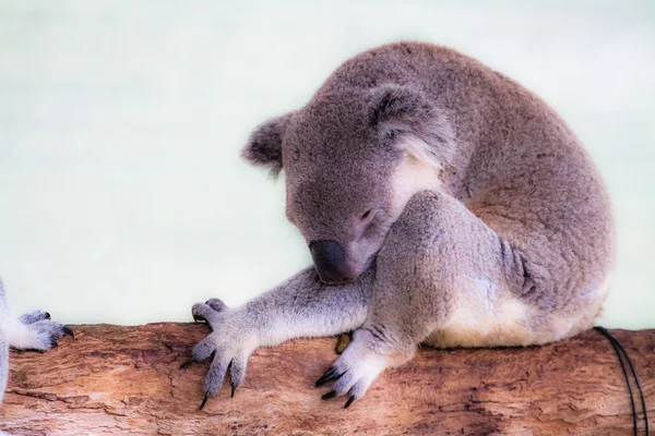 Koala no seu habitat natural — Fotografia de Stock