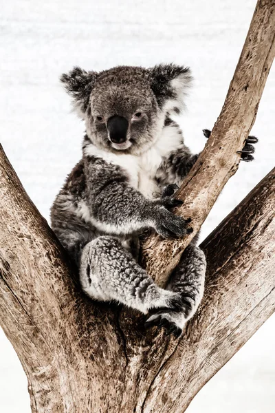Koala in seinem natürlichen Lebensraum — Stockfoto