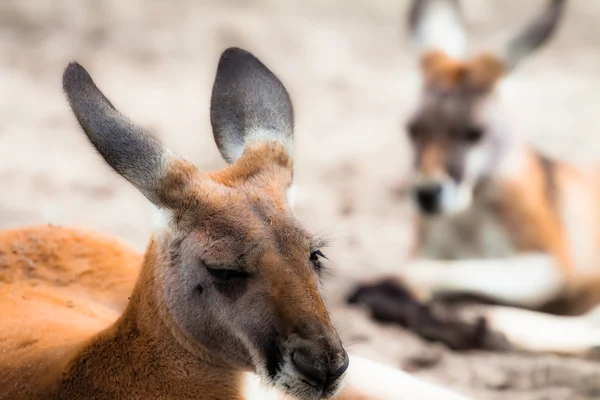 Känguru in Australien — Stockfoto