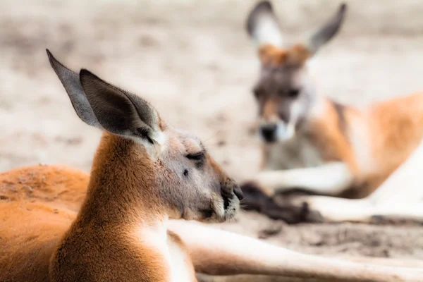 Kangoeroe in Australië — Stockfoto