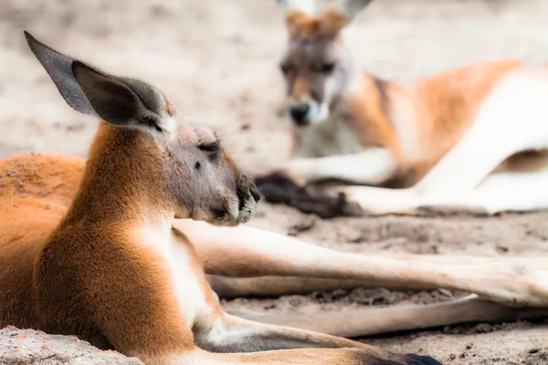 Kangaroo w Australii — Zdjęcie stockowe