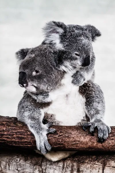 Koala in seinem natürlichen Lebensraum — Stockfoto